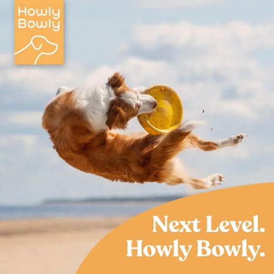 Next Level Howly-Bowly
