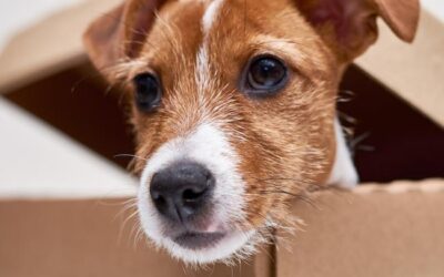 Braucht wirklich jeder Hund eine Hundeschule?