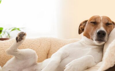 Ursachen für Übergewicht bei Hunden