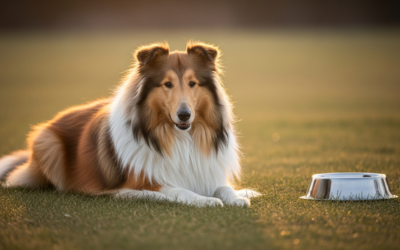 Collie Futter bei sensibler Verdauung: So wird der Bauch ruhig