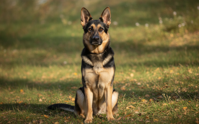 Deutscher Schäferhund — Rasseportrait