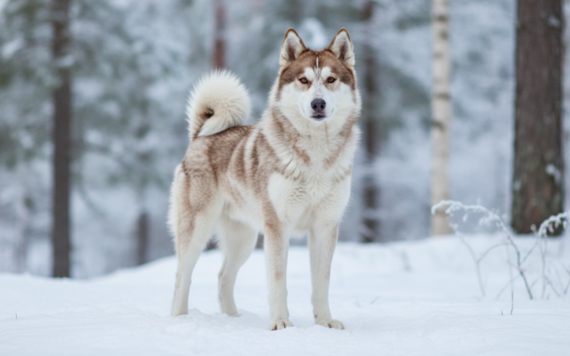 Jakutischer Laika — Rasseportrait