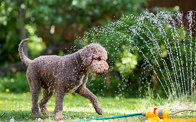 Heiße Tage, kühler Kopf: Wie du deinem Hund einen sicheren Sommer schenkst