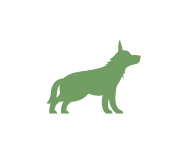 Mittlerer Hund